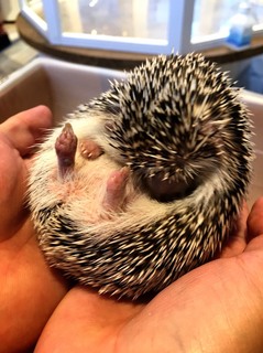ハリネズミ 写真.jpg