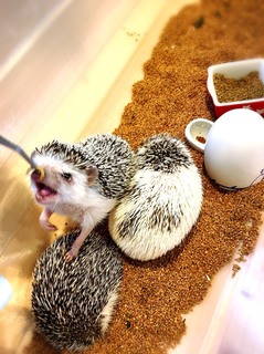 ハリネズミ 写真2.jpg